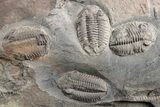 Ordovician Trilobite Mortality Plate - Trilobites On Both Sides #254791-1